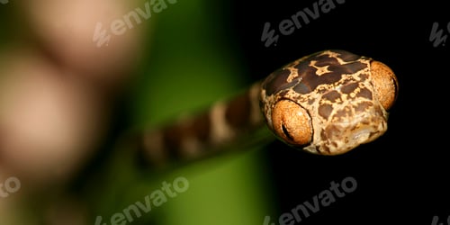 Preview: Blunthead Tree Snake, Napo River Basin, Amazonia, Ecuador