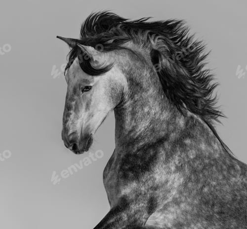 Preview: Horse
