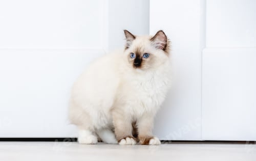 Preview: Ragdoll cat in light room