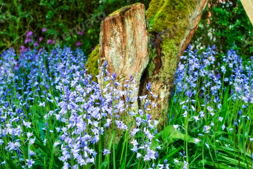 Preview: Bluebells in our informal garden