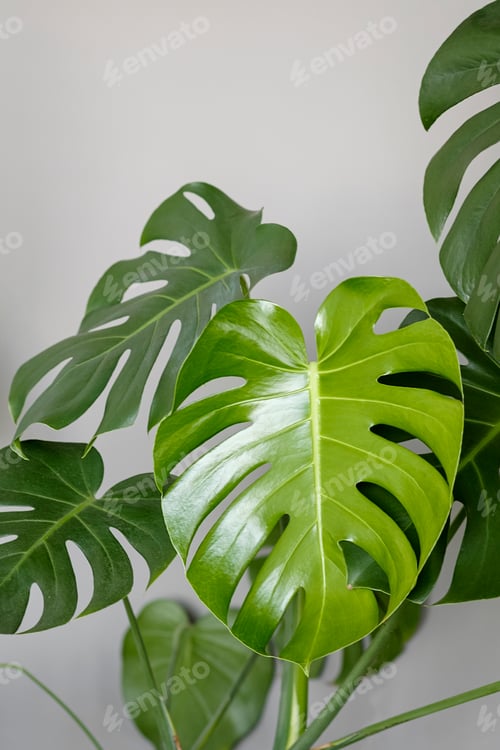Preview: Monstera deliciosa or Swiss cheese plant on a grey background.