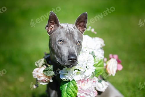 Preview: thai ridgeback dog in flower wreath