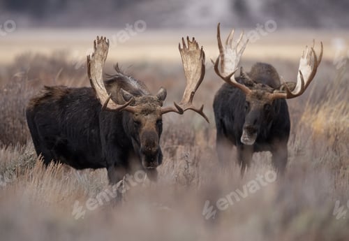 Preview: Mosse in the Grand Tetons, Wyoming