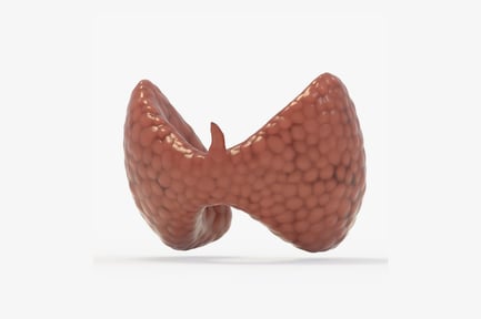 Preview: Anatomical Thyroid Gland