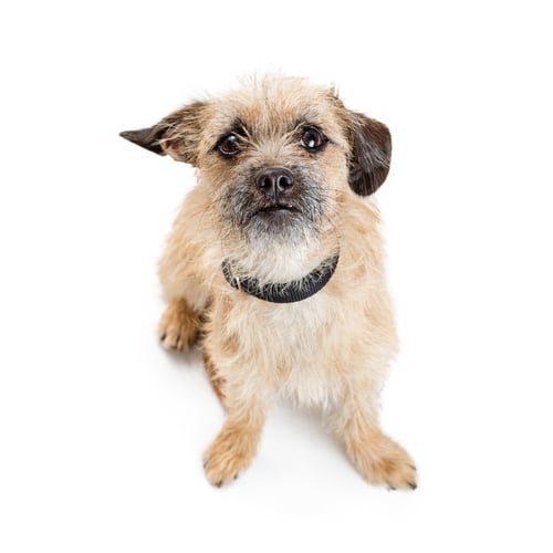 Preview: Border Terrier Dog Sitting Looking Up