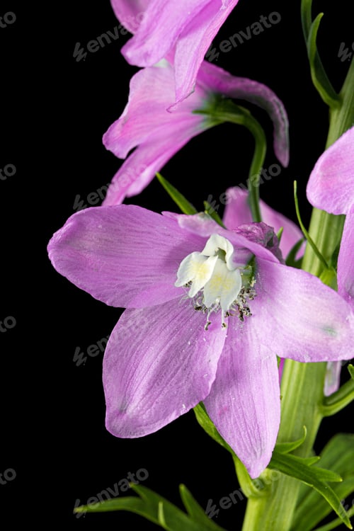 Preview: Inflorescence of pink delphinium flowers, lat. Larkspur, isolated on black background