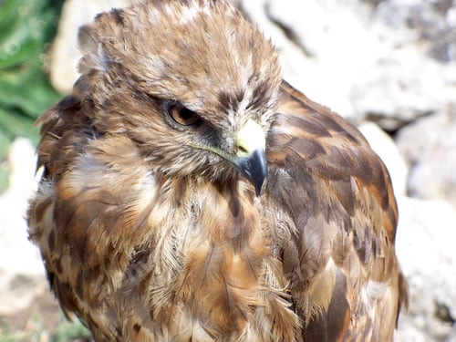 Preview: Beautiful young falcon sit in the mountain