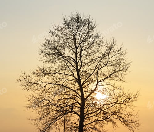 Preview: Silhouette of tree on sunset.