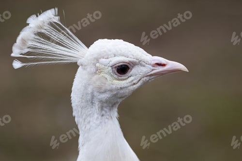 Preview: Portrait of a elegant white peafowl.