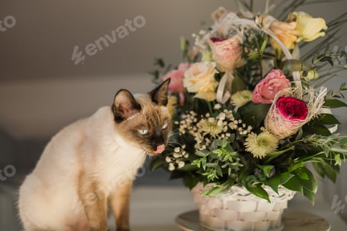 Preview: Hungry siamese cat portrait. Kitten is licking its mouth and waiting for snacks on background of