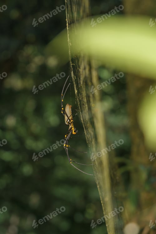 Preview: Golden Orb Spider macro shot