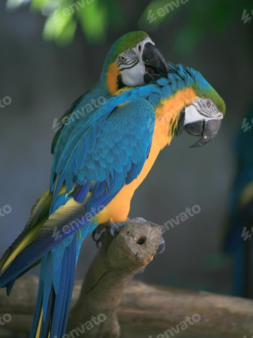 Preview: bird, parrot, Scarlet, Macaw