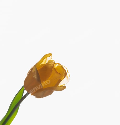 Visualização: Flor de tulipa rosa florescendo em fundo branco