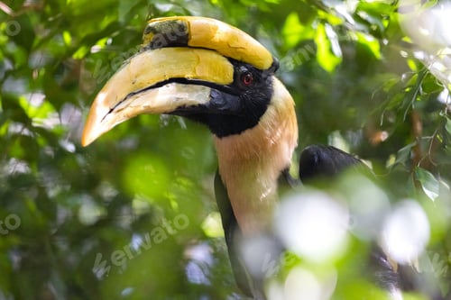 Preview: Two-horned Kalao sits on a branch in the rainforest under sun rays