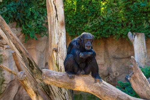 Preview: Pygmy chimpanzee sitting on a tree in the zoo, looking at the camera.
