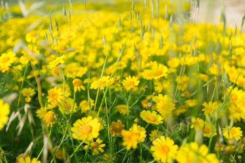 Preview: Spring background with beautiful yellow flowers