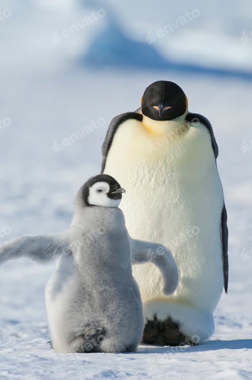 Preview: An adult Emperor penguin and a smaller fluffy penguin chick spreading its flippers out.