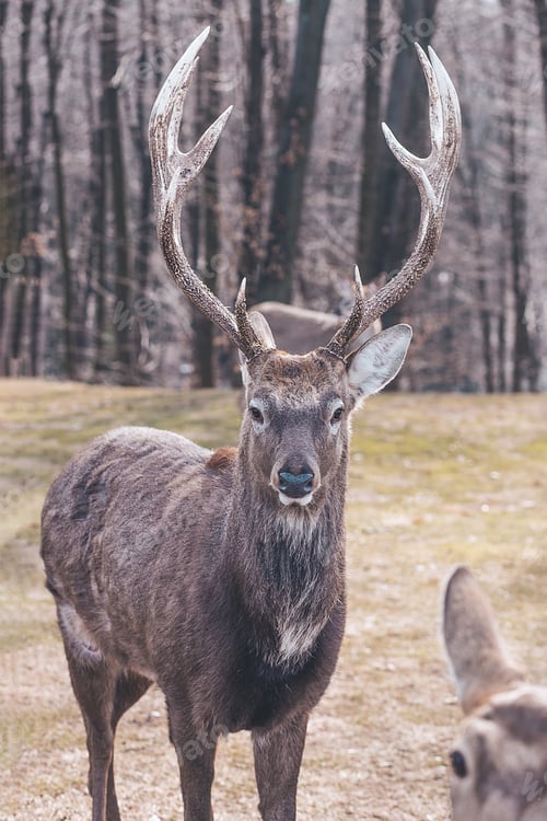 Preview: Nature animals deer’s