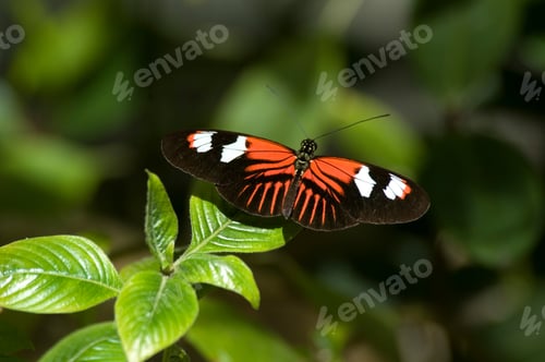 Preview: Butterfly on Green Leaf with Soft Background