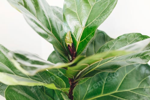 Preview: Beautiful fiddle leaf tree leaves on white background