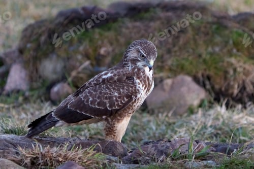 Preview: Common buzzard (Buteo buteo)