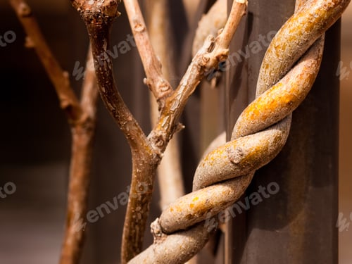 Preview: Twisted branches
