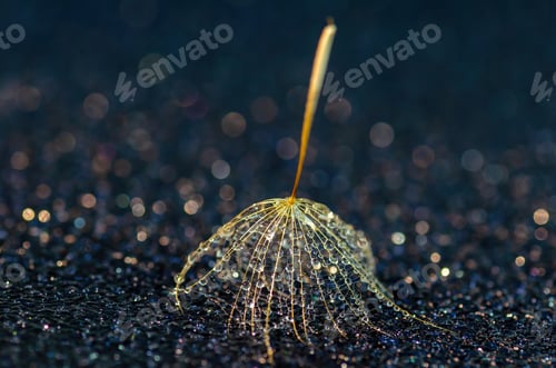 Preview: Dandelion fluff in waterdrops on a dark background close-up, bokeh, abstract.