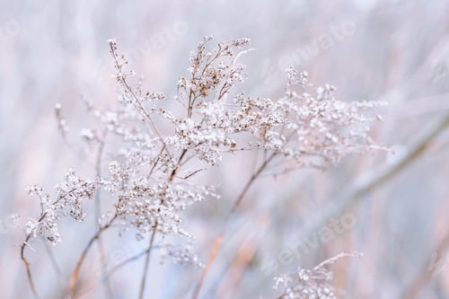 Preview: abstract nature steppe grass in pastel colors. tenderness, naturalness, bioproduction