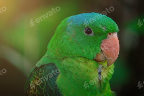 Preview: the blue-crowned green parrot sitting on branch