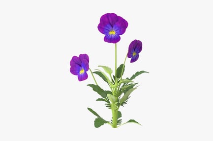 Vorschau: Pansies Group - Violettes Blumenarrangement
