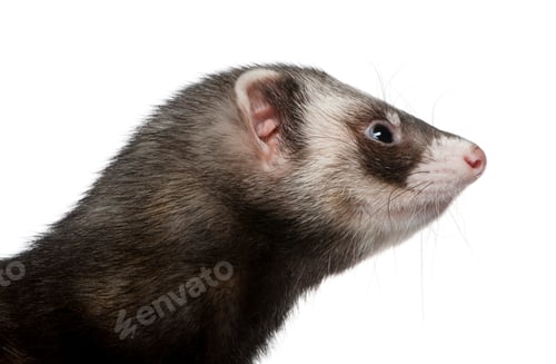 Preview: Side view of ferret, 3 years old, in front of white background