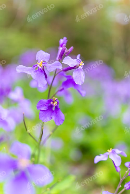 Preview: Close up of Violet orychophragmus flower