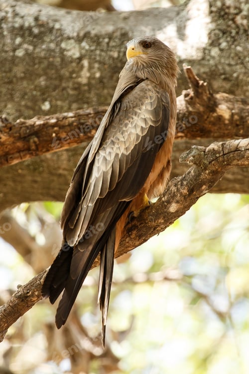 Preview: Yellow Billed Kite - Okavango Delta - Moremi N.P.