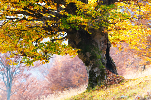 Preview: Old beech tree with bright orange leaves at autumn meadow