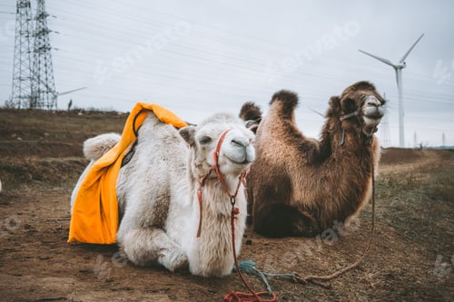 Preview: Camels in a desert setting with a view of wind turbines in the background