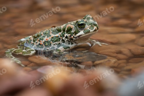 Preview: European green toad resting in the pond. Bufotes viridis.