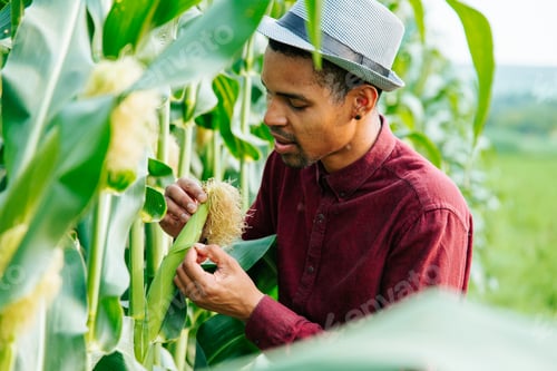 Visualização: Engenheiro agrônomo no campo de milho e examinando as plantações. Conceito de agronegócio