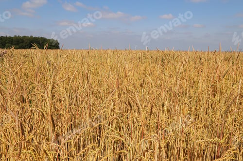 Preview: Agricultural landscape - a vast golden wheat field ready for harvest