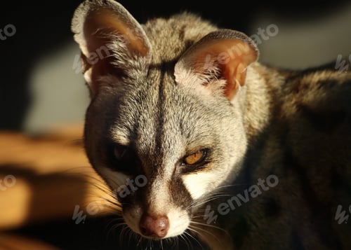 Preview: animal, cat, feline, kitten, pet, cute, fur, domestic, portrait, eyes, kitty, young, mammal, adorabl