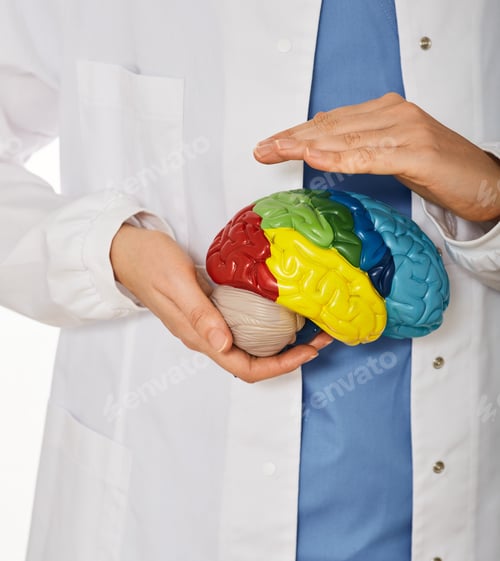 Preview: Anatomical model of human brain in doctor hands showing medical care. Diagnostics and treatment of