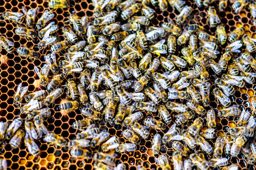 Preview: swarm of bees on honeycomb frames in apiary