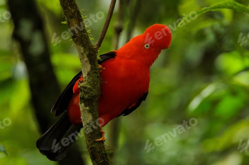 Preview: Selective focus shot of Andean cock-of-the-rock (Rupicola peruvianus) in Aguas Calientes, Peru