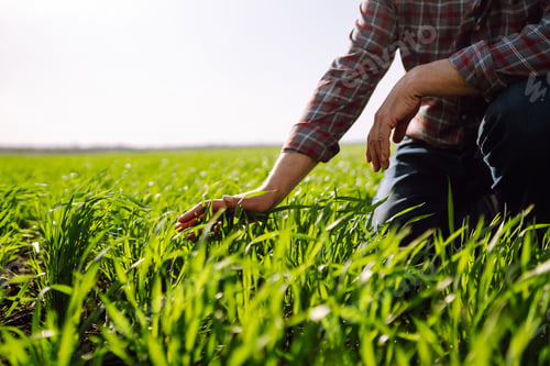 Preview: Green wheat seedlings in hands of a farmer. Male farmer looking at the produce before harvesting.