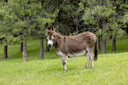 Preview: Side view of a miniature donkey.