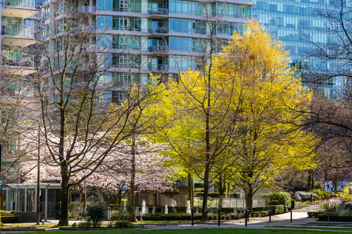 Preview: Urban Park in Spring with Blossoming Trees in Downtown Vancouver, BC, Canada