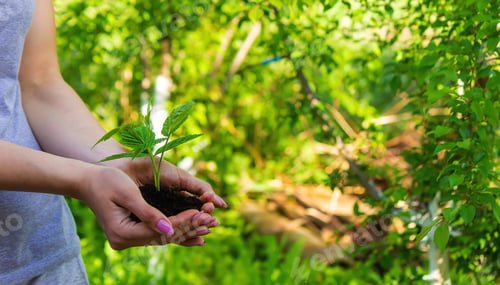 Preview: hand holding young plant on blur green nature background and sunslight