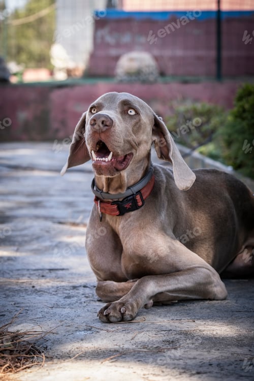 Preview: Close-up of a Weimaraner breed dog lying on the ground.
