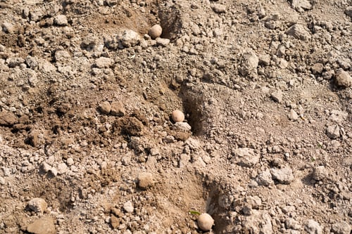 Preview: Planting potatoes in the ground. Early spring preparation for the garden season.