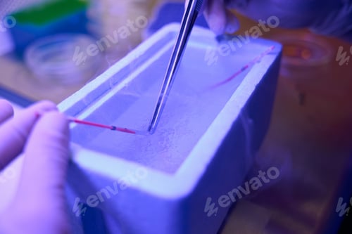 Preview: Embryologist putting straws with embryos into cuvette with liquid nitrogen