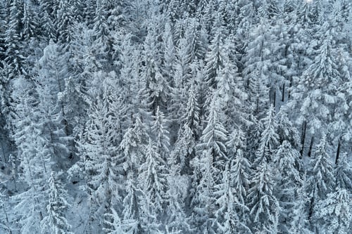 Preview: Beautiful winter forest with snowy trees, aerial view